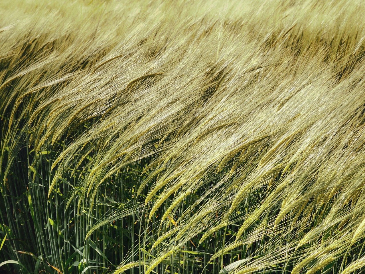 The Impact of Agriculture on Freshwater Ecosystems